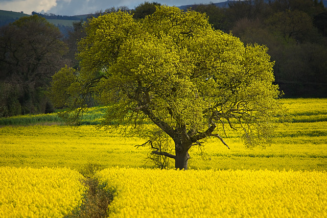 Golden colours of spring