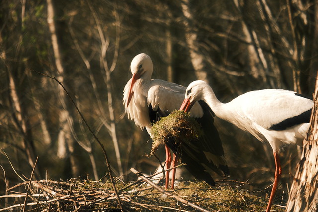 A moss ball is installed for the extra soft stork's nest | April 18, 2022 | Eekholt Wildlife Park - District of Segeberg - Schleswig-Holstein - Germany