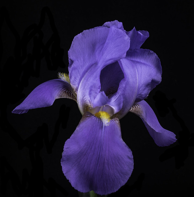 Purple German Bearded Iris 1807A