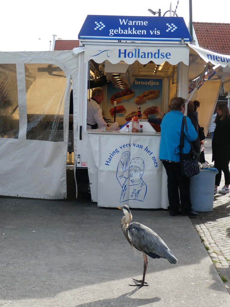 A heron outside a seafood stall in Volendam