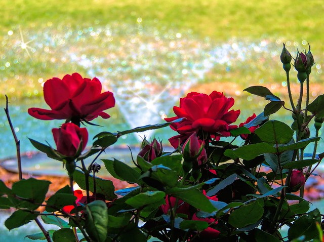 Red Roses and Sparkling Waters