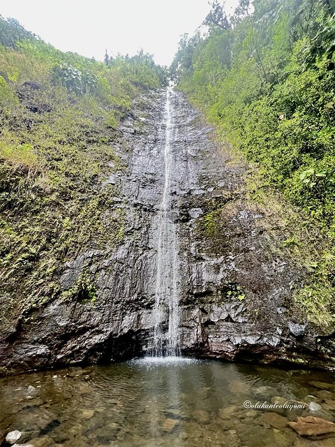 Manoa Falls in April