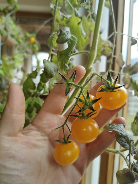 Reife gelbe Tomate Hand Tomatenpflanze Buschtomate Fablonelystyni © Ripe Yellow Tomato Plant ©