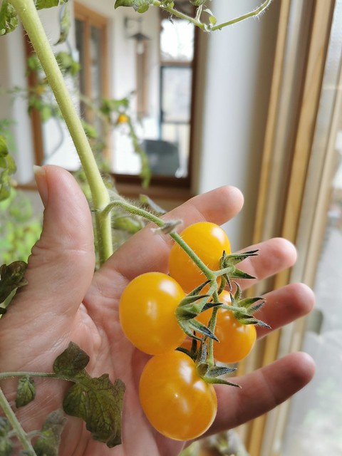 Reife gelbe Tomate Hand Tomatenpflanze Buschtomate Fablonelystyni © Ripe Yellow Tomato Plant ©