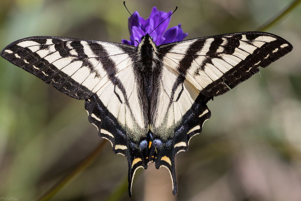 Western Tiger Swallowtail (f) (Explored)