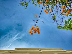 Naranjas solitarias