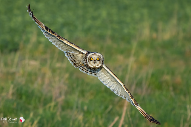 Short-eared Owl (URN:1473)
