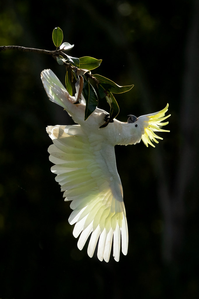 Sulphur-crested Cockatoo (Cacatua galerita galerita)