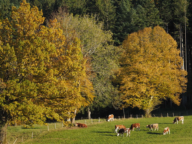 Kuh Bayern Landwirtschaft Herbst © Cow Bavaria Agriculture Autumn ©