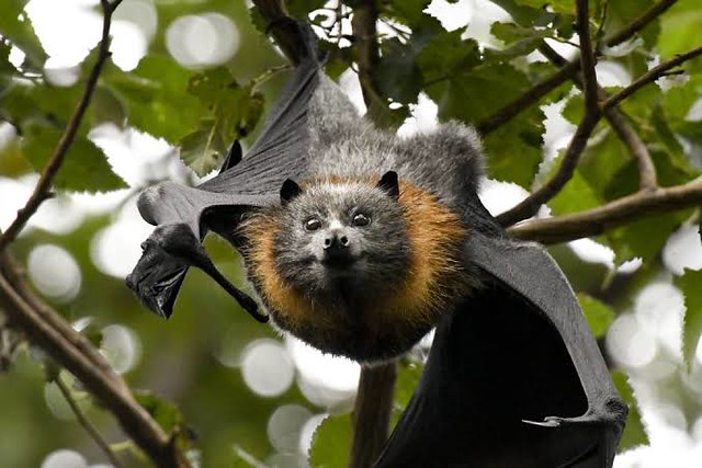 Pteropus Poliocephalus The Grey Headed Flying Fox Is The L Flickr