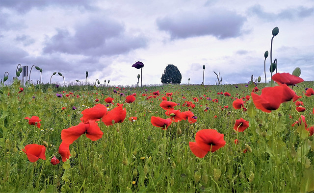 Poppies, what adorns them is their blush, what they adorn are countless fields.