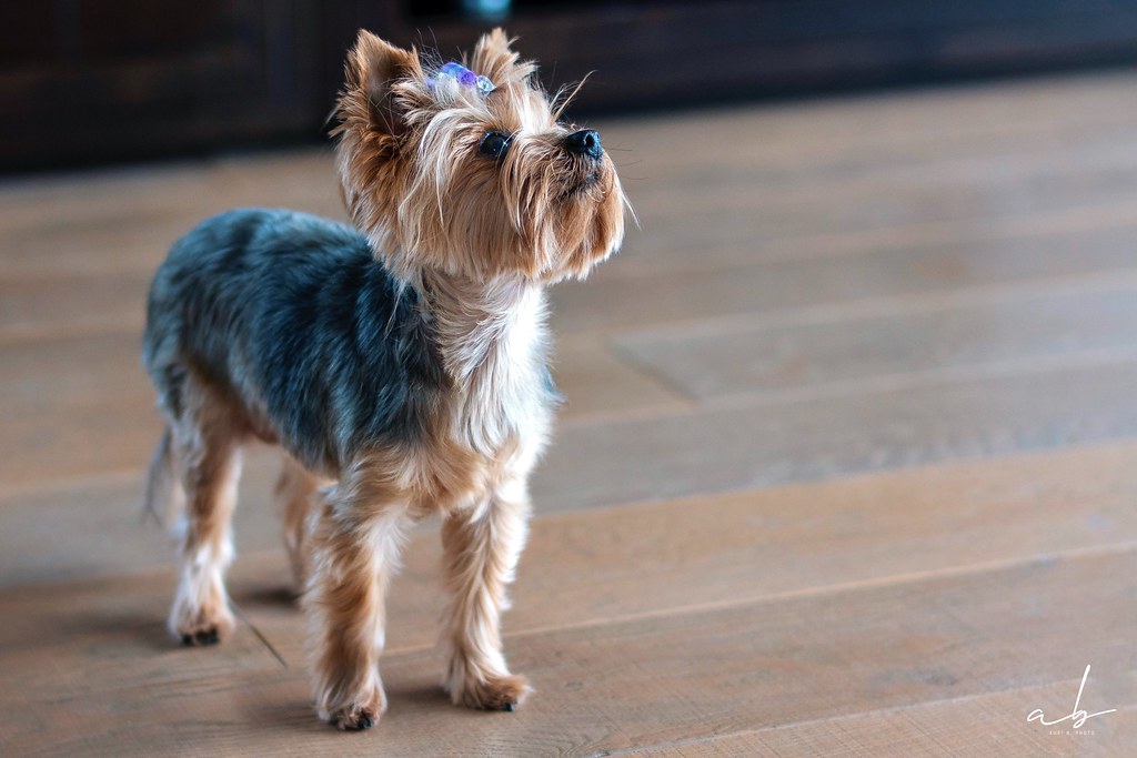 Whoever said diamonds are a girl’s best friend, never owned a Yorkie..