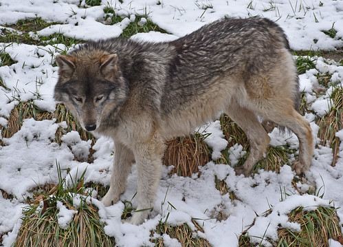 Gray Wolf | by Liger 77 (R. Lewis)