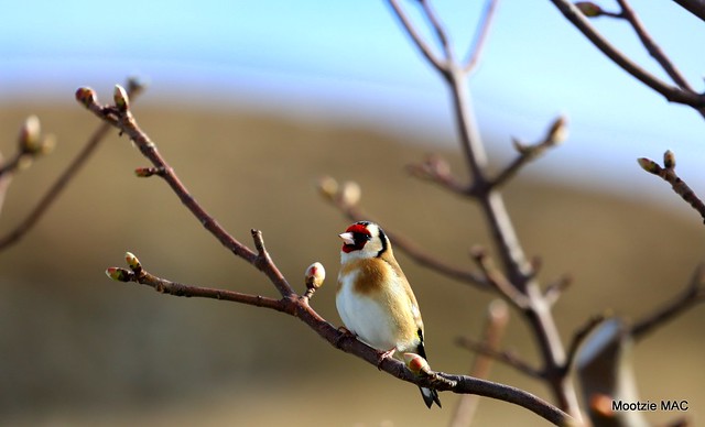 The Goldfinch and Spring buds