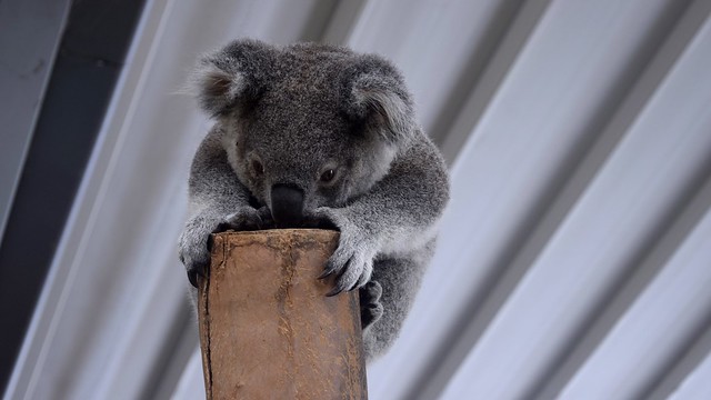 Kozy Koala : WILDLIFE Sydney Zoo, Australia 2016