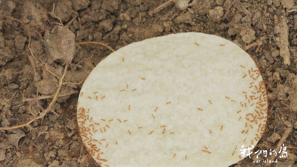 蟻巢型態沒有明顯特徵，必須實地翻找或利用洋芋片當誘餌，才能更有效率監測光點小火蟻。