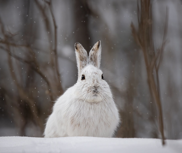 Snowshoe Hare (Exp 220420)