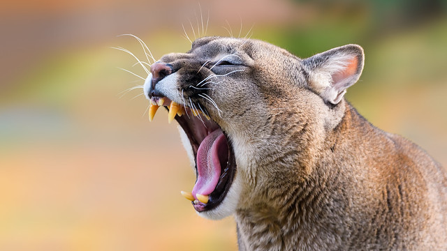 Cougar showing teeth