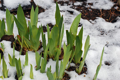 Mid-April snowfall around a patch of Iris shoots in a flower bed.