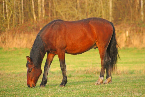 Local Horses | by SR Photos Torksey
