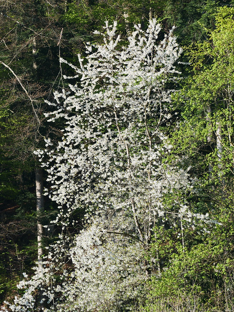 Easter 2022: tree in blossom on a forested hillside above Held, Berneck, Switzerland (f/4.5)