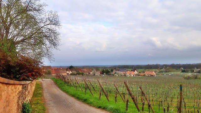 Le vignoble de Mittelbergheim