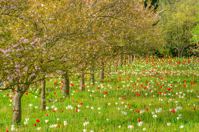 Tulip field.jpg