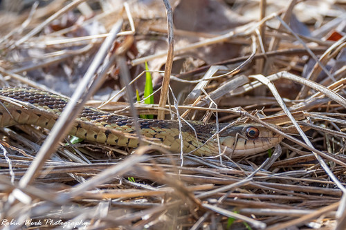 RD5_0890-Snake unk | by By Robin Work