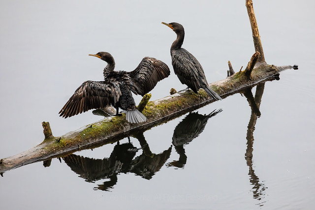 Double-Crested Cormorants on the Olympic Peninsula