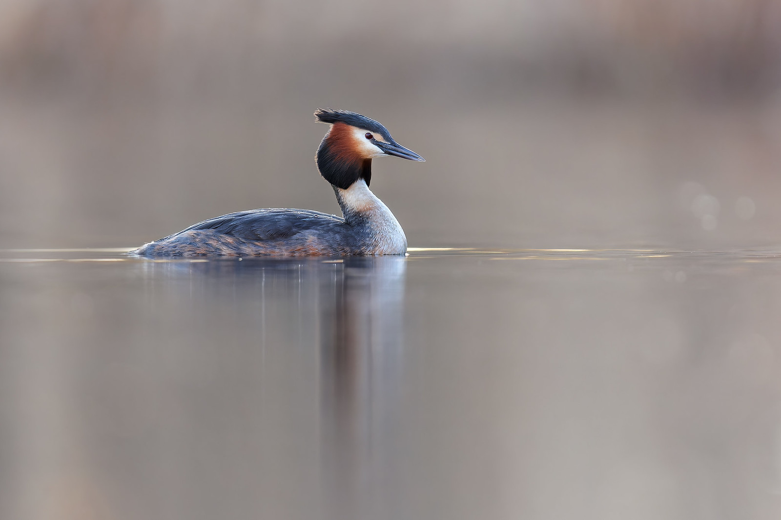 Podiceps cristatus | Great Crested Grebe | skäggdopping