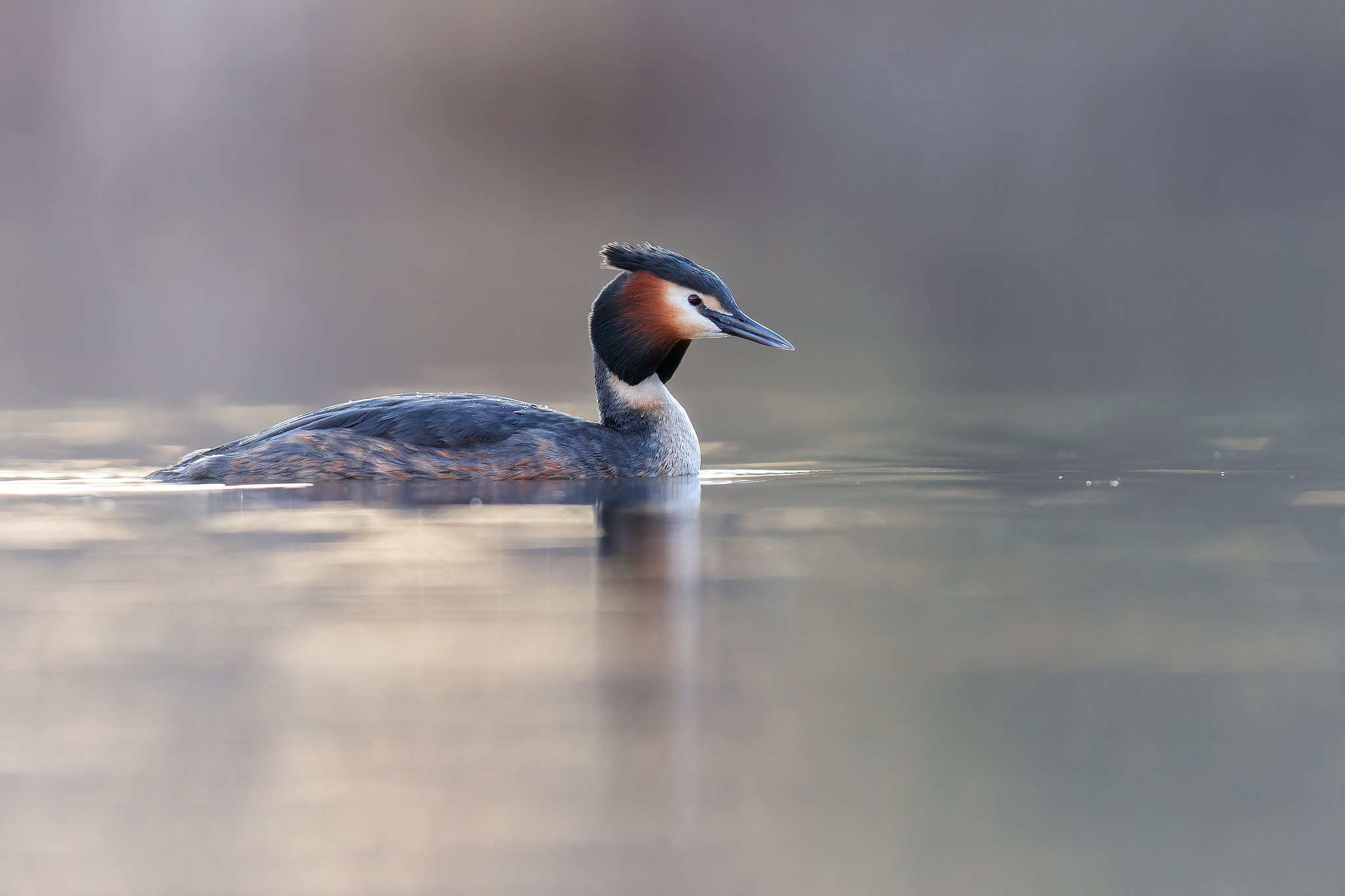 Podiceps cristatus | Great Crested Grebe | skäggdopping