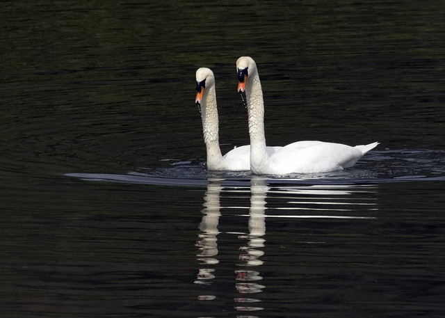Pair of Swans Clumber lake