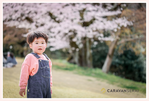 オーバーオールを着た３才の男の子　桜の咲く公園