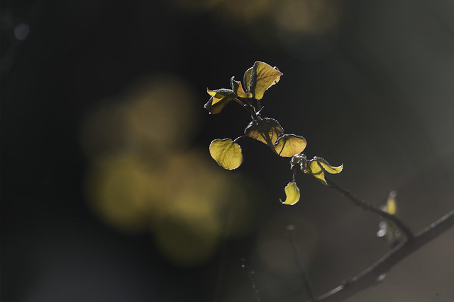 Bokeh Wednesday: nearing earth day and arbor day