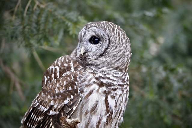 BARRED OWL (Strix varia) - Stillman Nature Center - South Barrington IL
