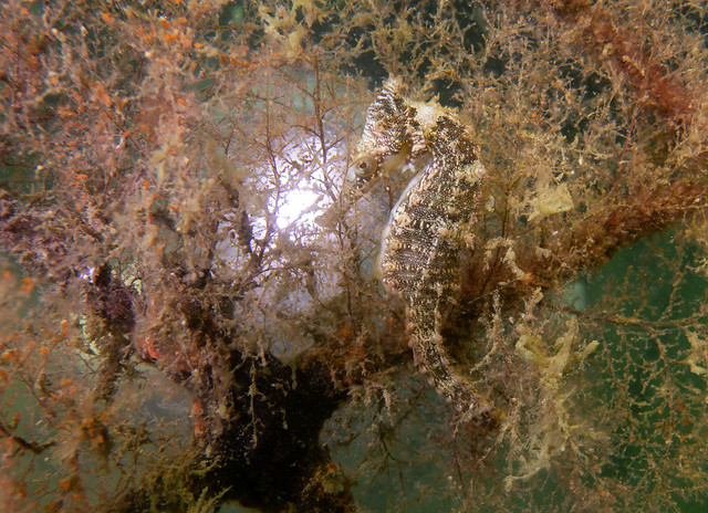 Hippocampus whitei seahorse female WB #marineexplorer