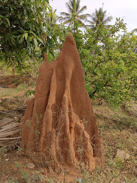 Termite mound right outside The Wag-ville Ranch