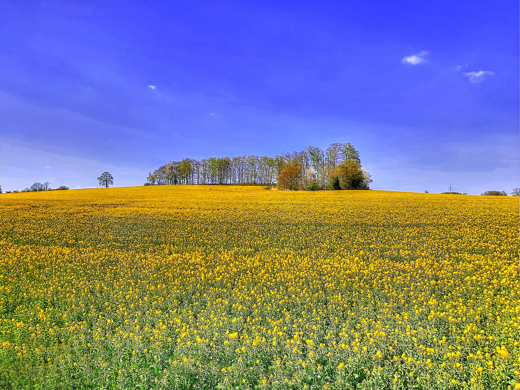 Vlotho - Rapsfeld