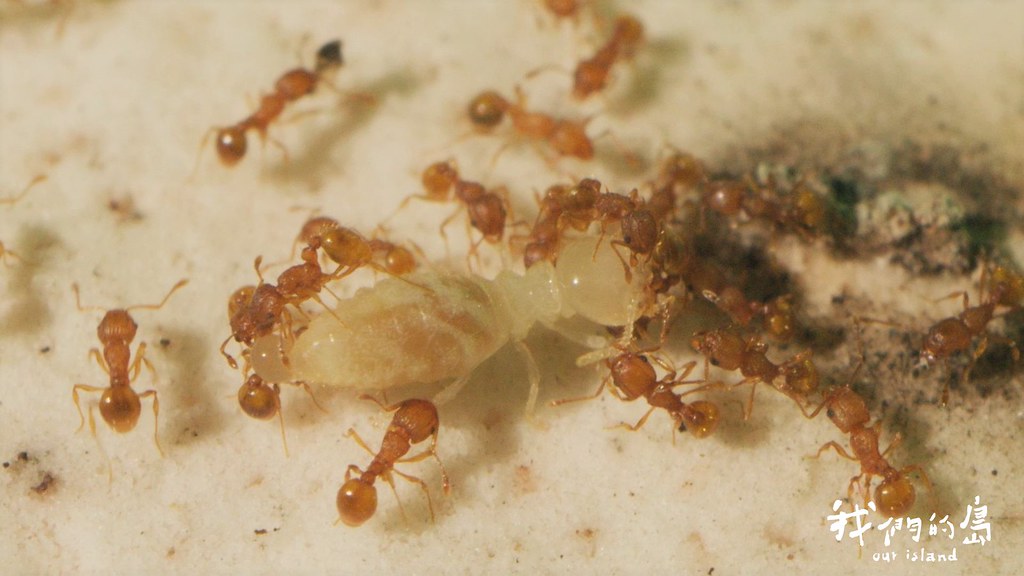 光點小火蟻的螫針可以麻痺獵物，受到壓迫可能會咬人，被螫感覺就像觸電，又稱為電火蟻。