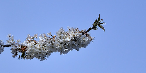 Le printemps..... | by michelarnoux1