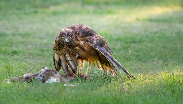 Harrier Hawk - protecting his dinner