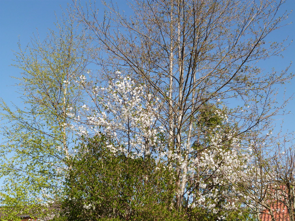 treetops in april