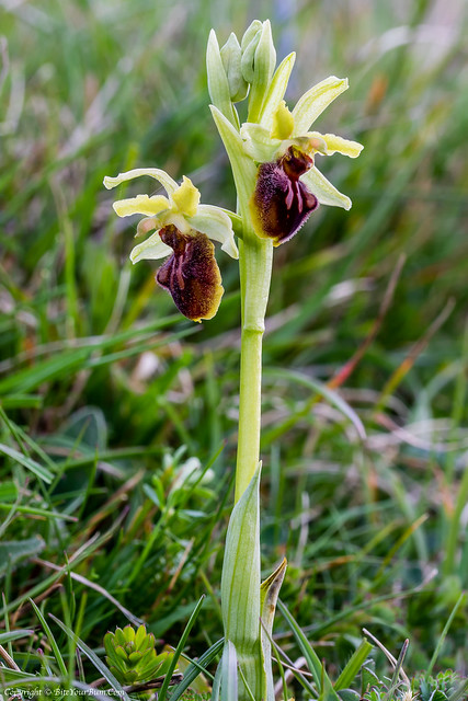 Early Spider (Ophrys sphegodes)