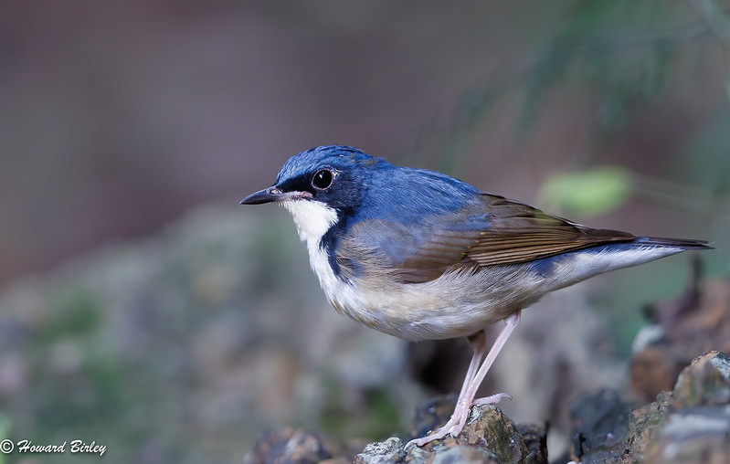 Siberian Blue Robin