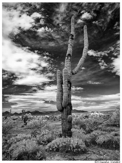 Afternoon in the Sonoran Desert