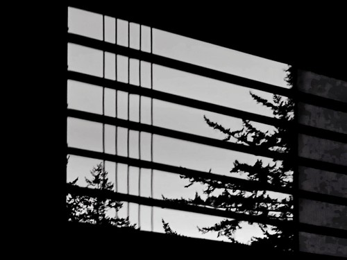 windowwednesday blinds tree blackwhite
