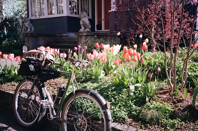 Streetside tulips near Belmont Library. 9 April 2022