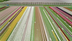 Color Lines - tulips all over