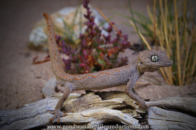 The Thorn-tailed Gecko