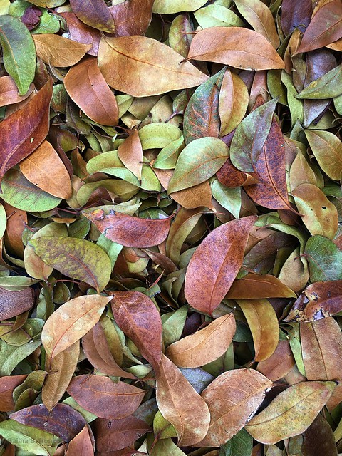 Mahogany tree leaves